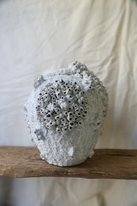 Barnacle Pot Three