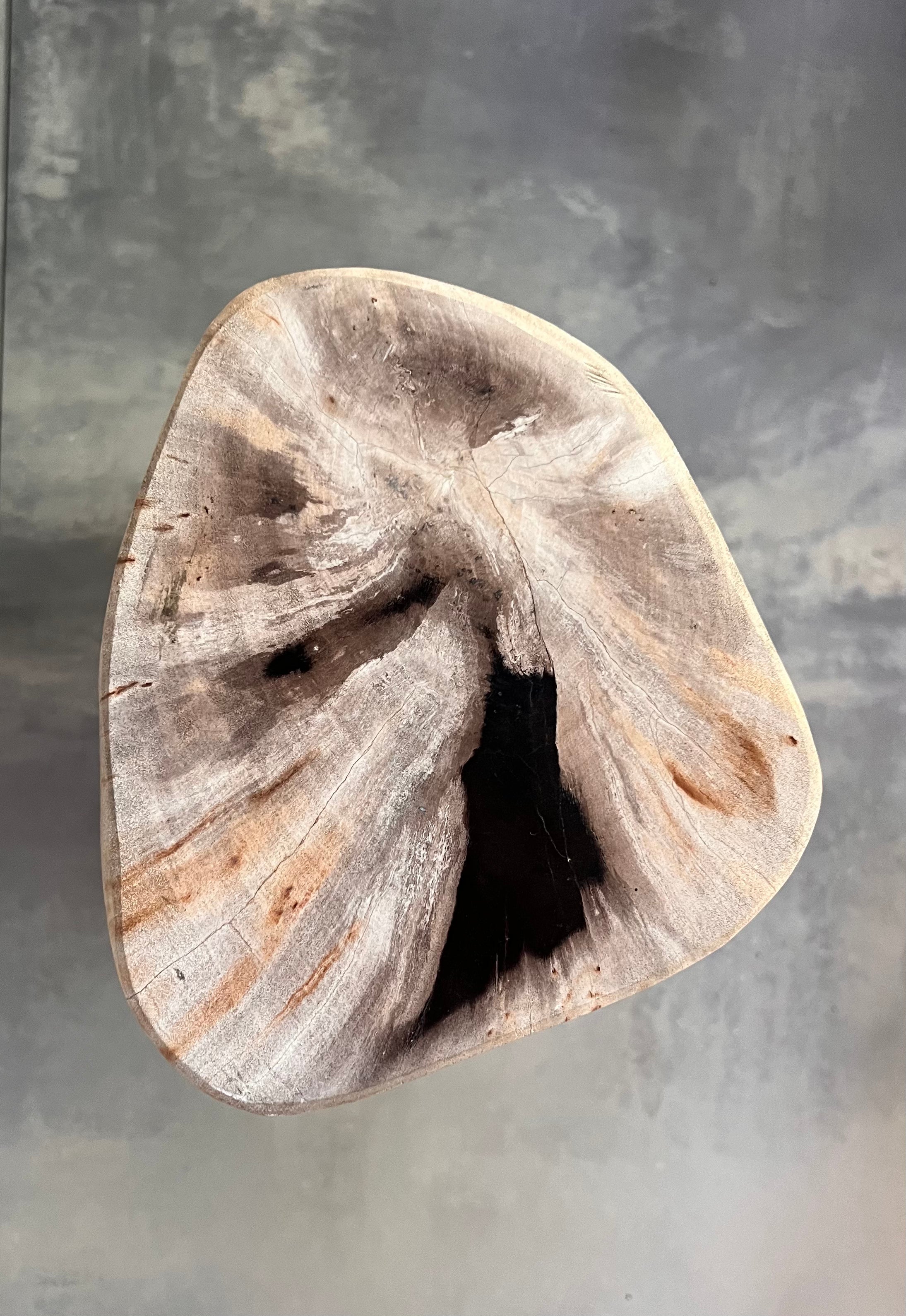 Petrified Wood - Natural